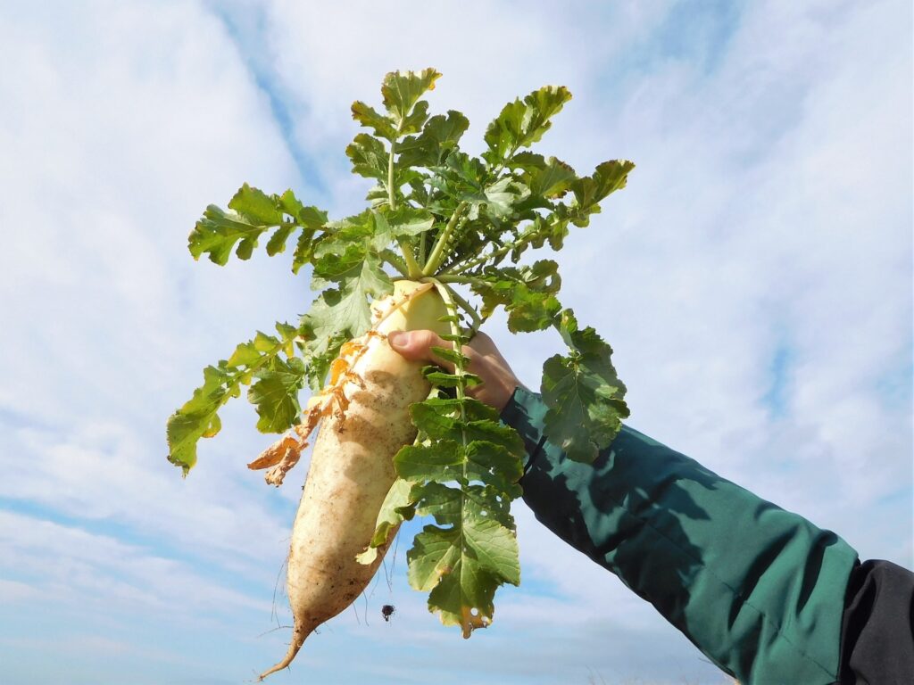 画像 産地から食卓までを学ぶ食育体験
野菜の流通や加工を知る企業向け事例