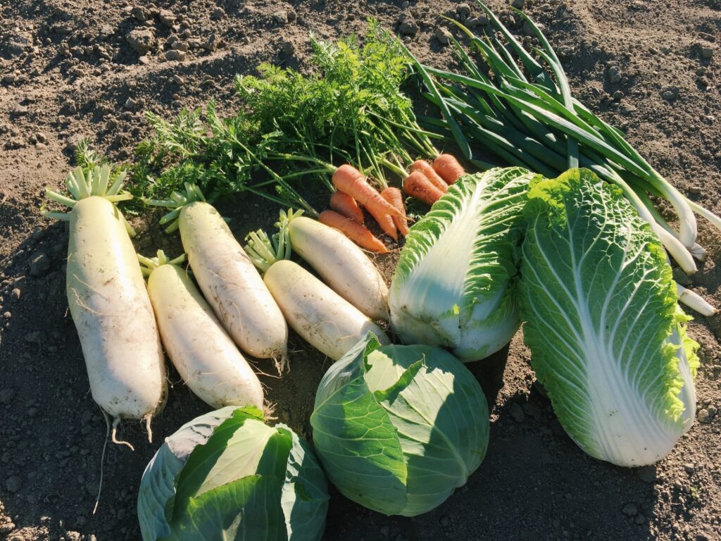 冬の食生活を見直す大人の食育の取り組み
旬の野菜を通じて健康意識を高める企業施策