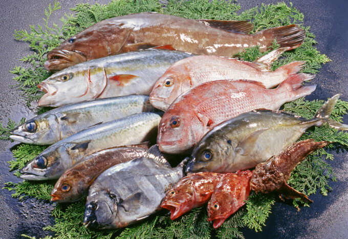 脂質バランス／魚